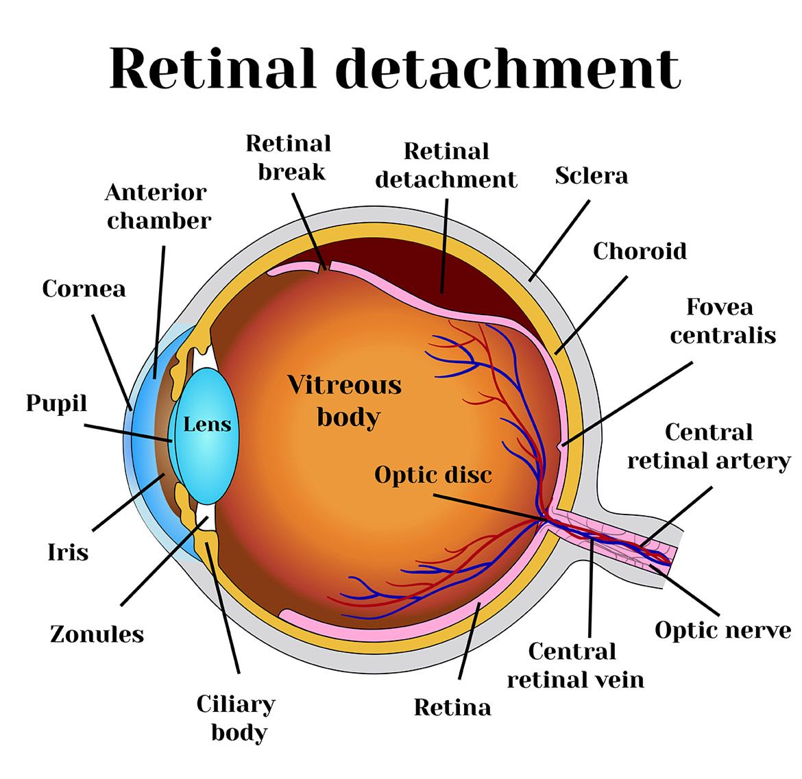 Retina Conditions Tallahassee, What is the Retina?