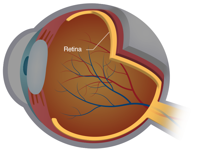 What is the Retina? Retinal detachment and other retinal issues.